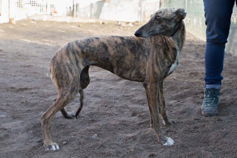 Galgo en Podenco (mix)
