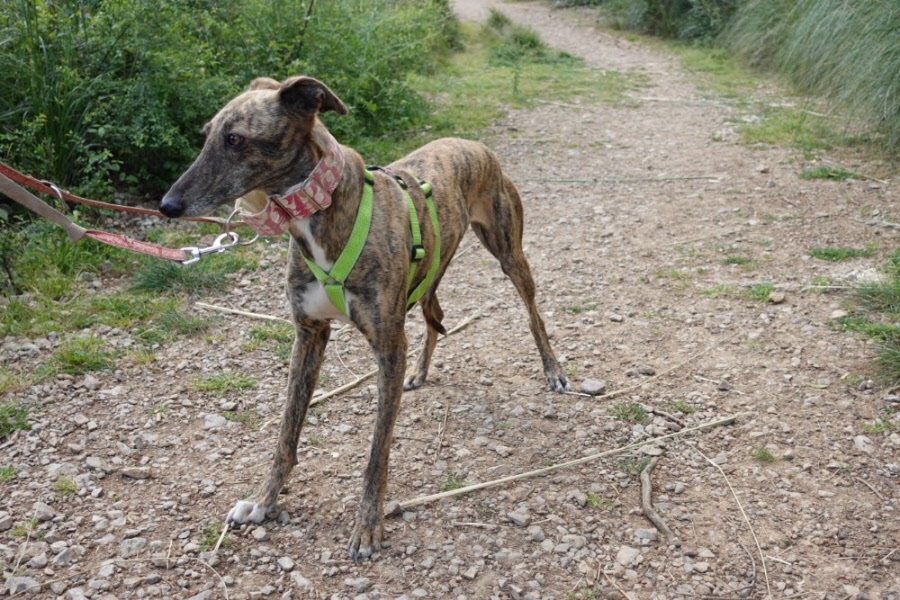 Galgo en Podenco (mix)