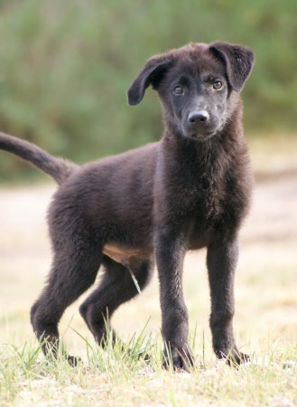 Zwarte honden zijn ook lief